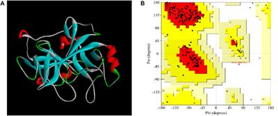 A Novel Fibrinolytic Protein From Pheretima vulgaris: Purification, Identification, Antithrombotic Evaluation, and Mechanisms Investigation